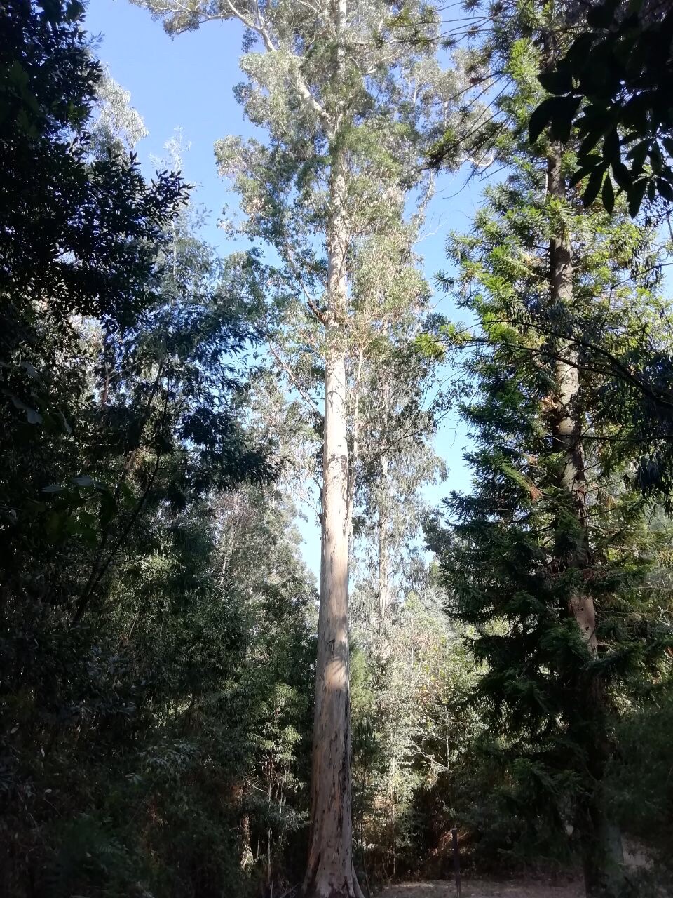 🌳 Europe’s Tallest Tree: The 72m Giant (Vale de Canas)