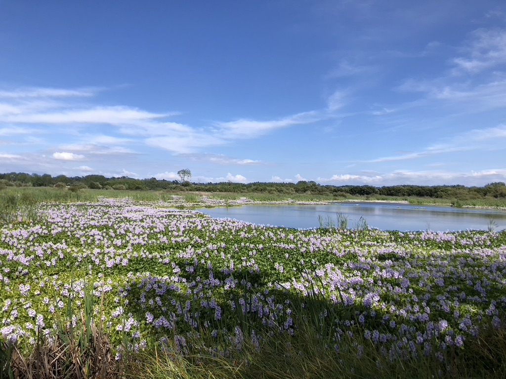 💜 The Purple Mirror: Lagoa da Salgueira (Tocha – Quiaios)