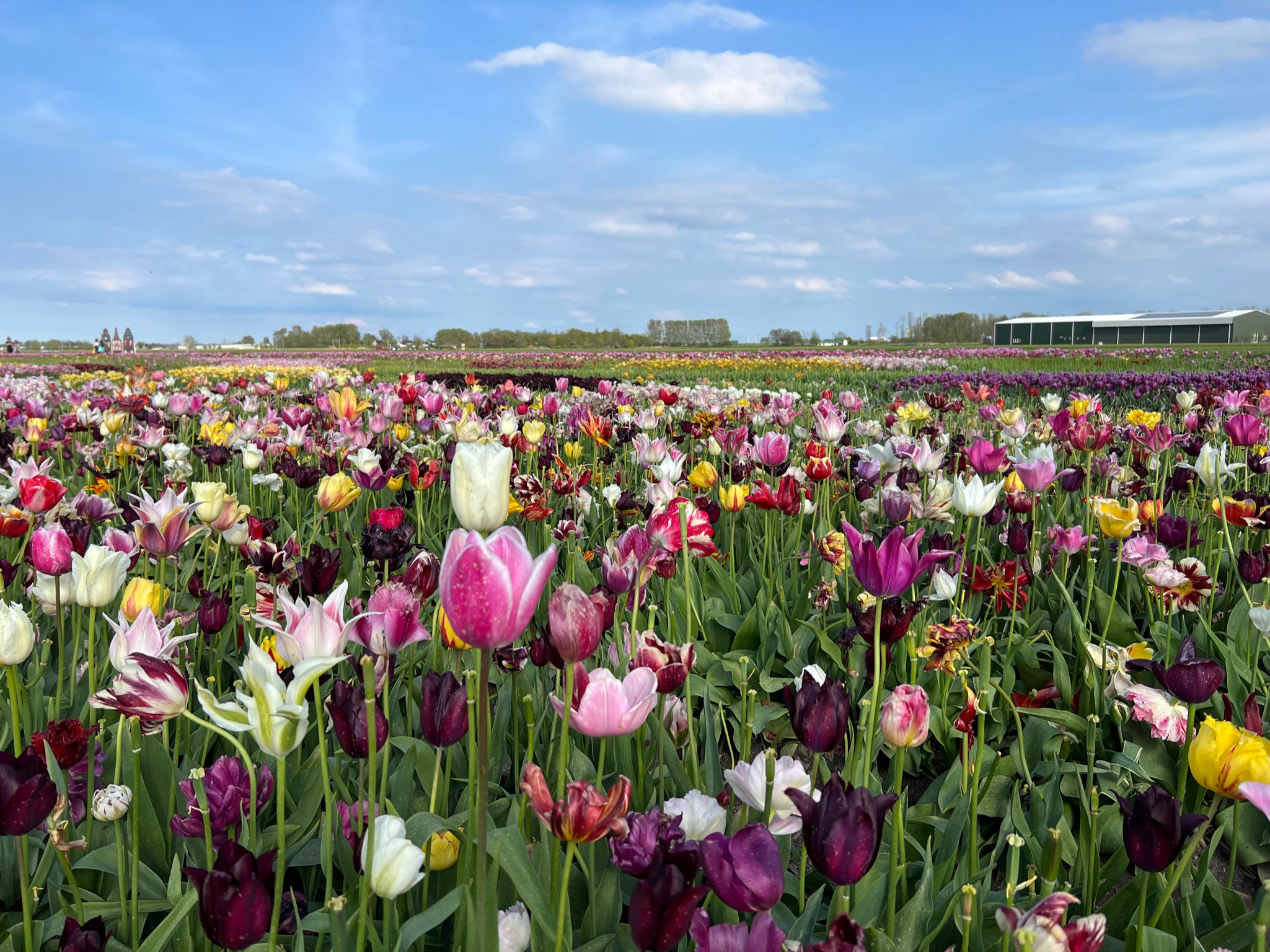 Tulip Experience Amsterdam — Cycle Through a Sea of Color